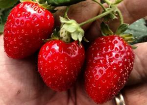 Truly organic chemical-free USDA organic certified strawberries in the Agria grow system