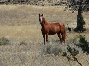 Wild Horses are critical keystone herbivores on the North American continent where their symbiotic grazing balances ecosystems. Photo: William E. Simpson II
