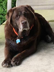 A senior chocolate Labrador Retriever lying down outside and looking at the camera