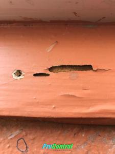 Free Termite Inspection Port St Lucie