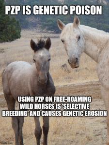 Shooting free-roaming wild horses with PZP is 'harassment', a violation of the federal Act protecting wild horses. Using PZP is 'selective breeding' and causes social disruption in family-bands and leads to genetic erosion, jepordizing sustainability of the species.