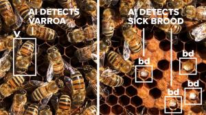 BeeScanning AI detects varroa mites and sick brood