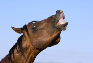 Animal Wellness’ Lobbying for Increase in Horse Protection Act Funding Secures $4 Million in FY23 House Ag Spending Bill