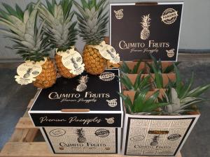 Caimito Fruits Set to Launch Distribution Center in Amsterdam