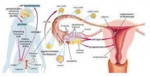 Progesterone Market