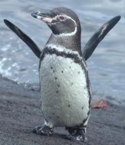 Penguin Galapagos wings flapping