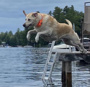 A yellow Labrador retriever jumping off of a doc into water