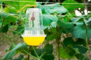 Agricultural Pheromones Market