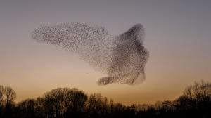 This photo depicts a murmuration of starlings undulating making patterns in the sky.