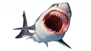 Otodus megalodon, an extinct mega-toothed shark that once fed on whales.
