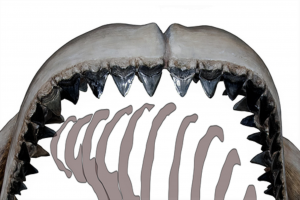 Image of a set of Megalodon jaws lining up with the ribs of a whale and showing how the teeth fit between the ribs like pegs, to allow the shark to bite through the ribs more easily.