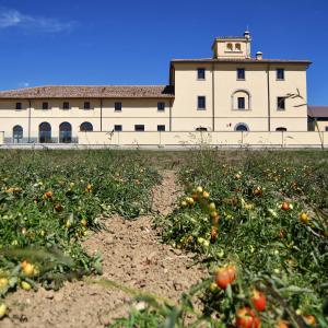 Atlante Tomato Harvest 2021