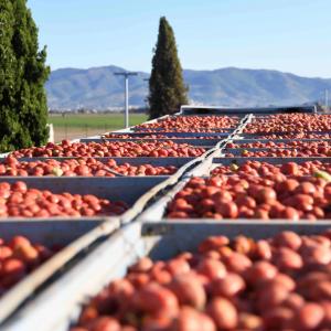 Atlante Tomato Harvest Fields 2021