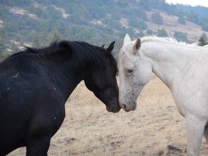 Wild Horses have strong family ties and demonstrate all of the same emotions that humans have