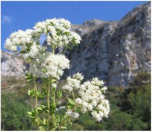 Wild Mediterranean mountain-grown oregano oil