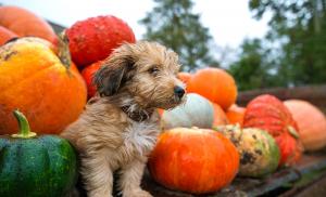 A dog helps celebrate Thanksgiving, sitting among festive holiday pumpkins
