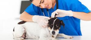 Veterinary Rapid Test Market