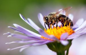 A bee in a flower