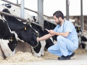 Foot and Mouth Disease (FMD) Vaccine Market