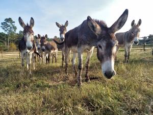 Photo of several of the burros rescued | Photo Credit: TMR Rescue