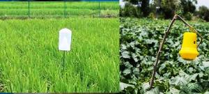 Agricultural Pheromone Market