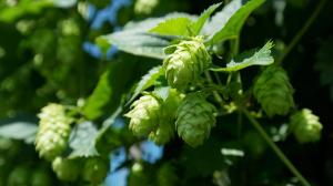 Hop Vines