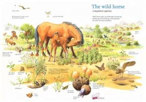 American wild horses evolved in North America and are native species keystone herbivores that benefit ecosystems. Image courtesy of CanaFoundation