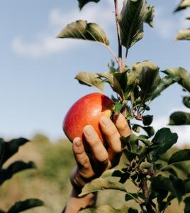 Buy Organic Apples Online