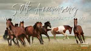 Wild Horse and Burro Act 50th Anniversary