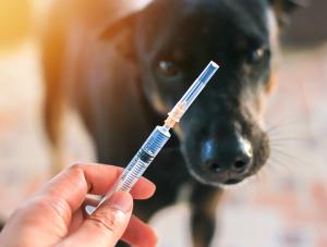 Animal Insulin Market