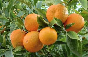 What Is Liposomal Vitamin C. A bunch of ripe oranges on the tree at an orange Plantation