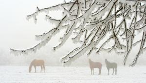 AEA Horses in the snow.