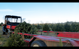 Farmer transporting newly-cut trees