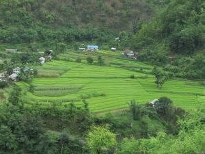 Nepal Farm - Belbari