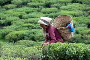 Nepal Tea