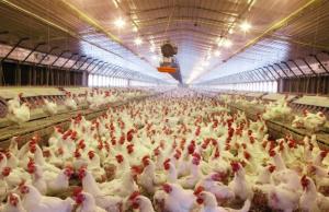 Indian Poultry Market