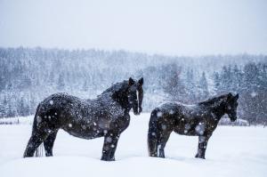 Wild horses in the snow