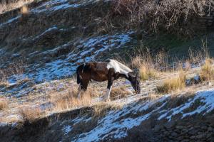 Wild horse on a snowy bank