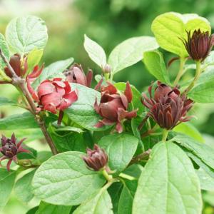 Sweetshrub Simply Scentsational flowering shrub