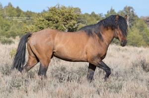 Carter Reservoir stallion, Freedom, may be the most well-known of the Carter wild stallions having even  inspired a painting.