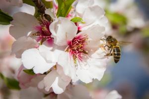 California's flowering almond trees span 1.6 million acres.