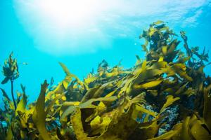 Seaweed Market Research