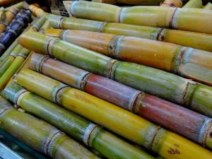 Sugar cane harvested and cut in pieces for delivery