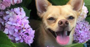 Happy chihuahua mix peeking out between flowers