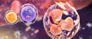 Haematopoietic Stem Cell differentiating through to a N-LIfT progenitor and on to a N1a Cancer Killing Neutrophil