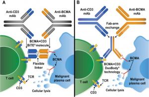 B-cell Maturation Antigen (BCMA) Targeted Therapies Market