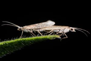 Two diamondback moths mating