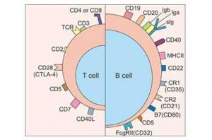 Cell Surface Markers Market