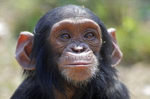 Chimp