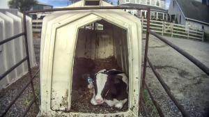 calf in hutch